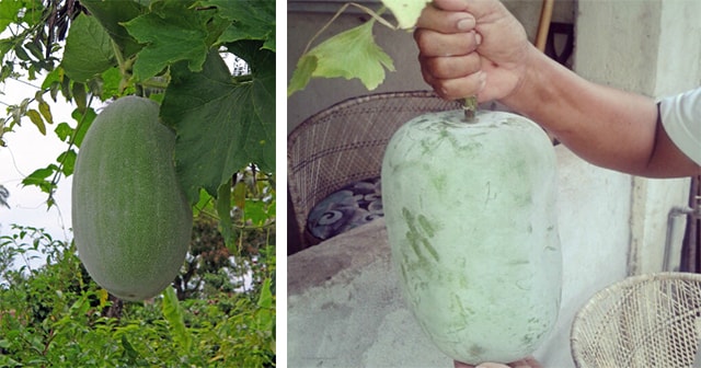 Here are the 9 Amazing Health Benefits of Winter-melon “Kundol” That Will Surely Surprise You!